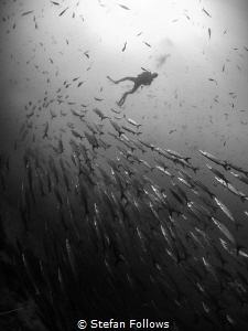 The Way Way Up. Chevron Barracuda - Sphyraena qenie. Sail... by Stefan Follows 